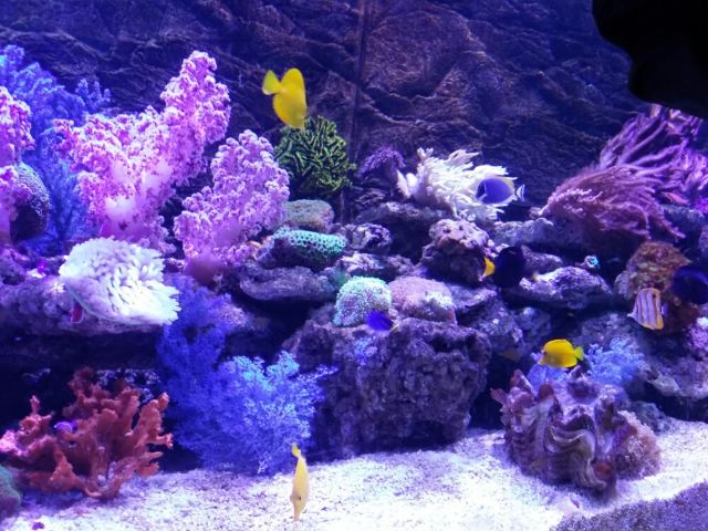 Grandview Aquarium