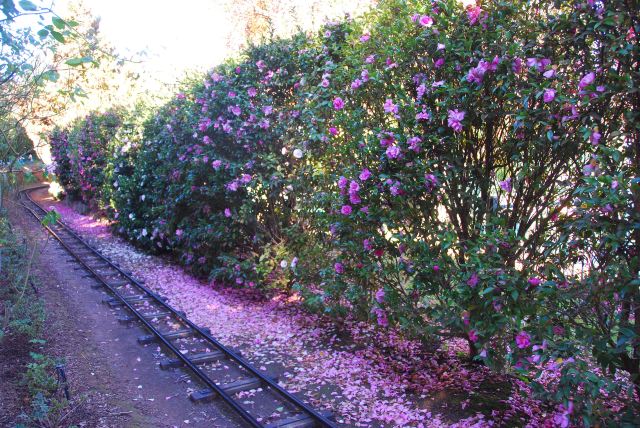 科金頓綠色花園