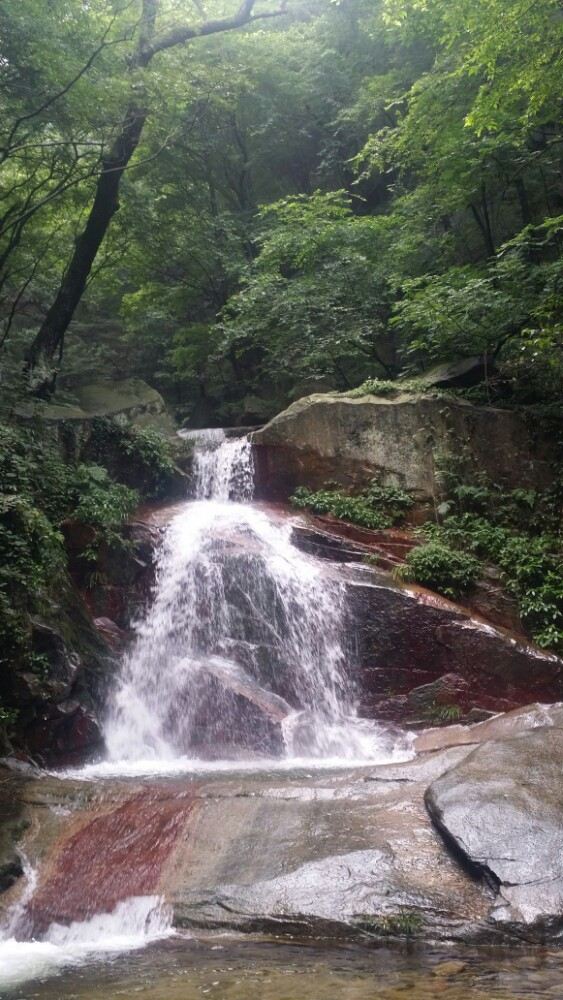 수탉 산