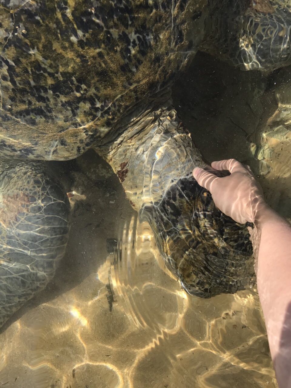 斯里兰卡 希克杜沃海滩，与大海龟的亲密接触
