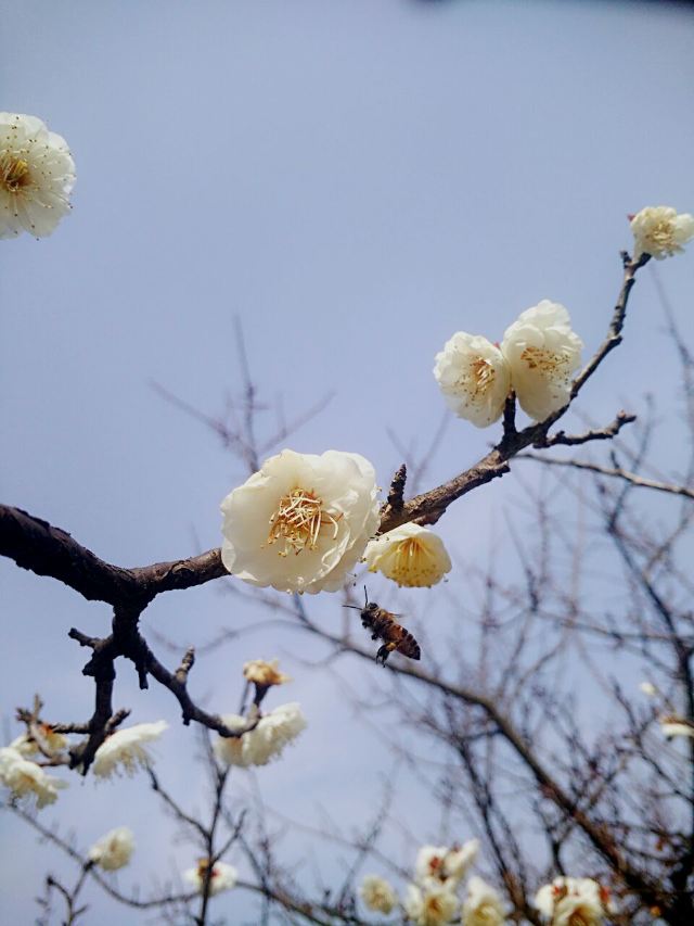 매원