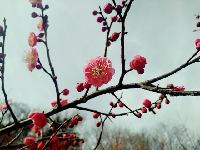 매원