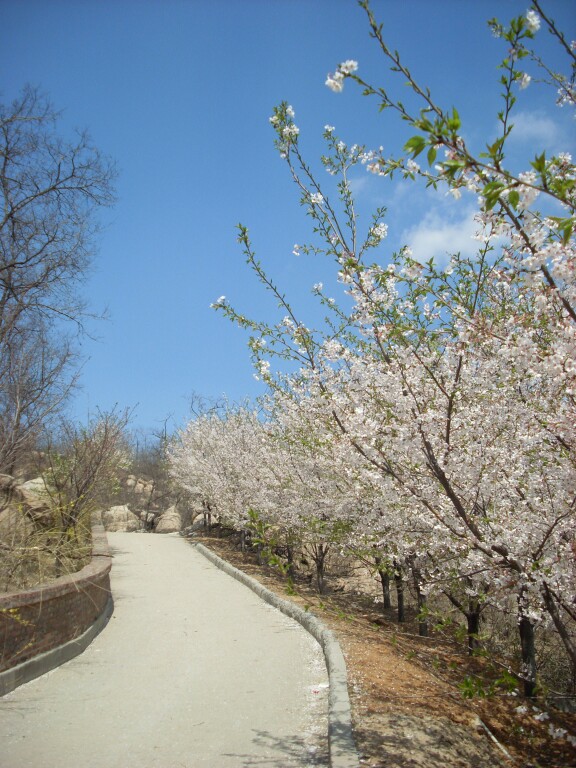 樱花山