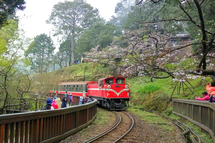 坐着小火车去阿里山看樱花