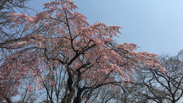 Osaka Castle Park