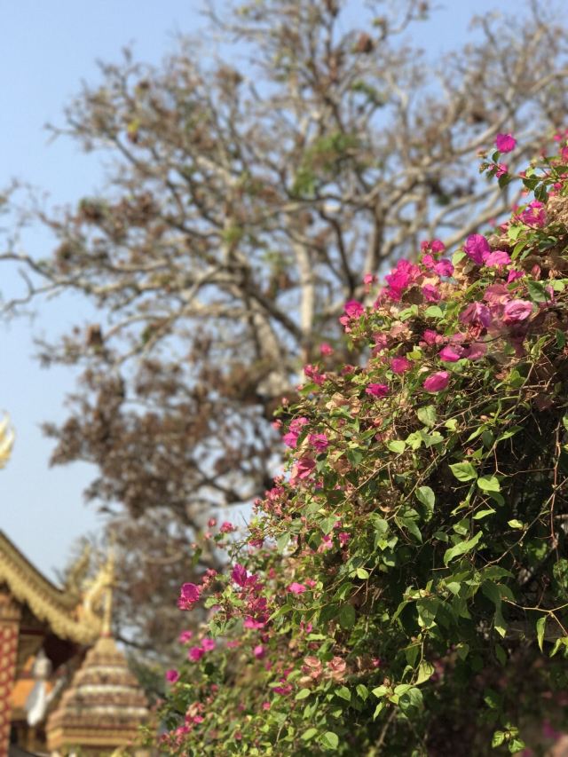 Wat Phra That