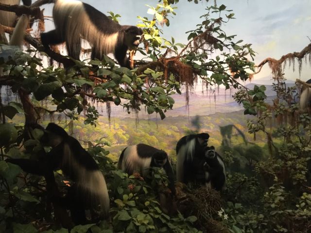 American Museum of Natural History