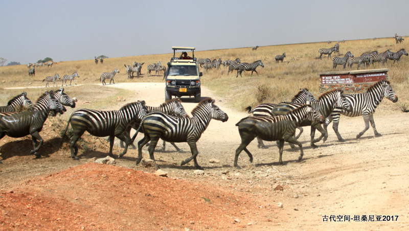 塞伦盖地在坦桑尼亚境内，面积约14670平方公里，与肯尼亚一侧1500平方公里的马赛马拉接壤，实际上