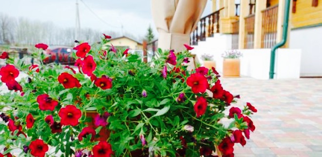 Tea House in Svetlaya Bath餐厅图片