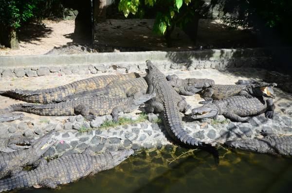 Davao Crocodile Park