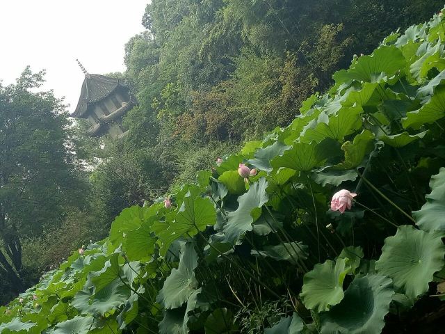 두보초당(두푸차오탕)