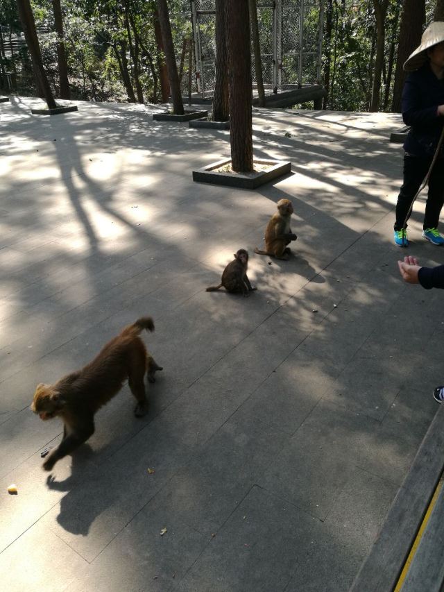 구이화다오