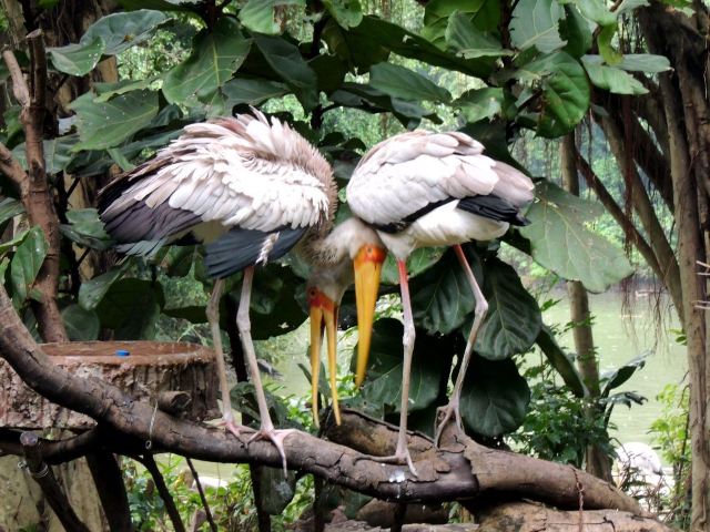 Chimelong Bird Park