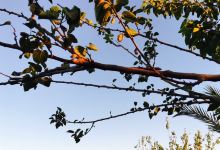 Fahmi's Garden美食图片