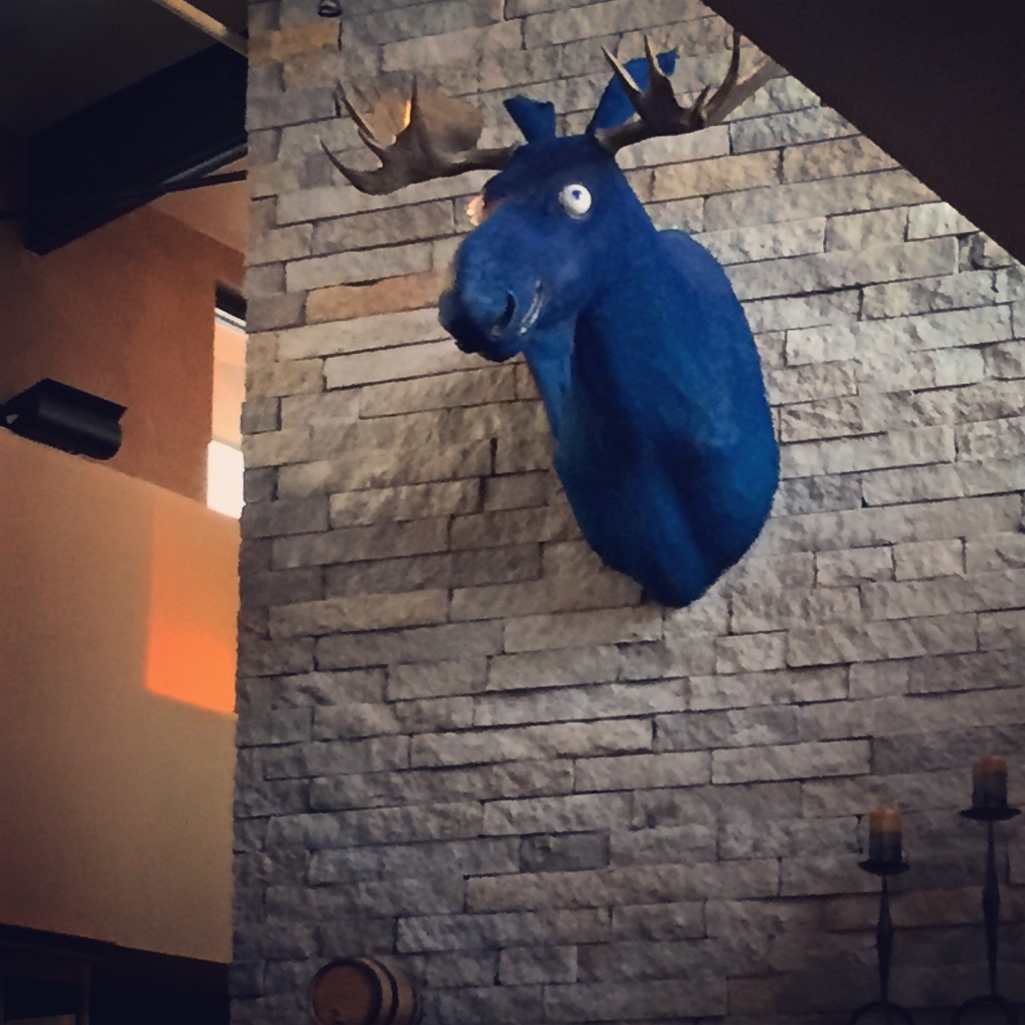 Blue Moose