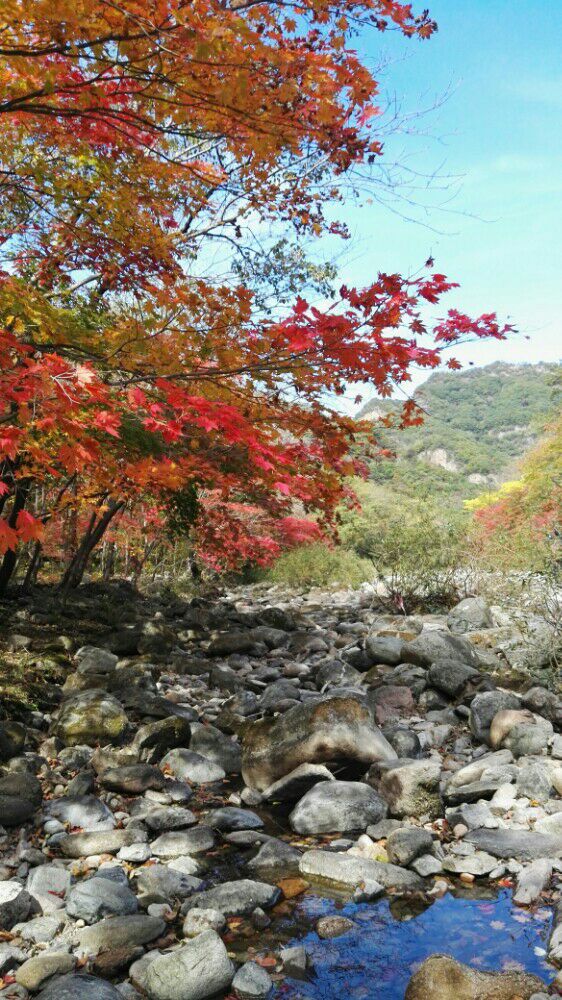 东北的秋日  秋色 秋叶红如二月花🌸 秋高色浓 秋水共色