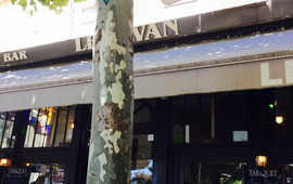 Divan Le