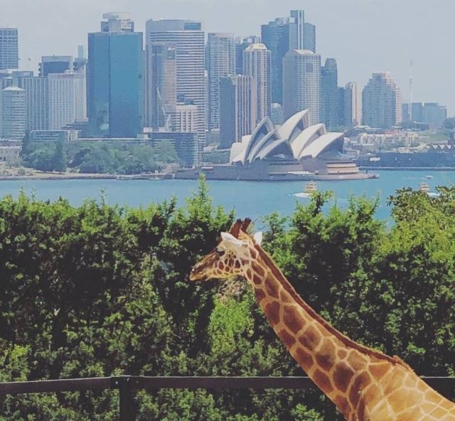 Taronga Zoo