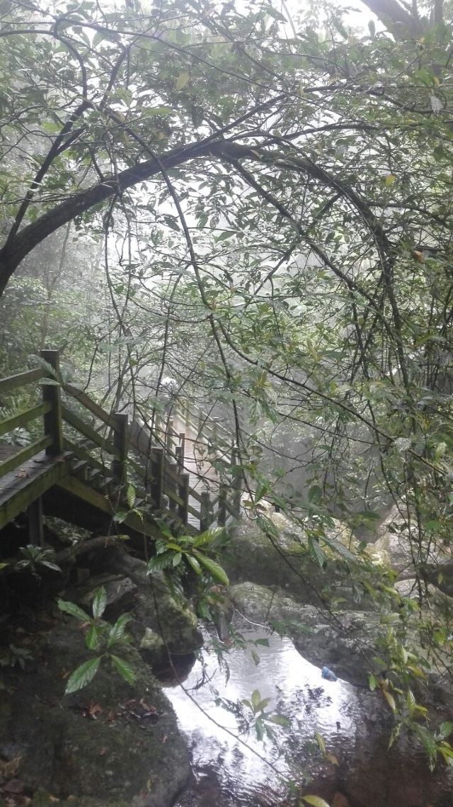 Wuzhishan Tropical Rainforest