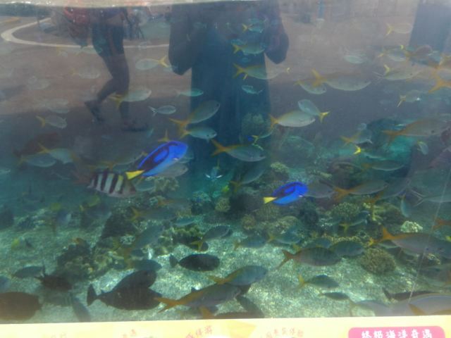 Adventure Cove Waterpark