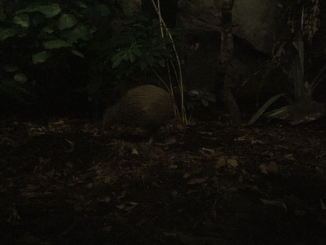 Auckland Zoo
