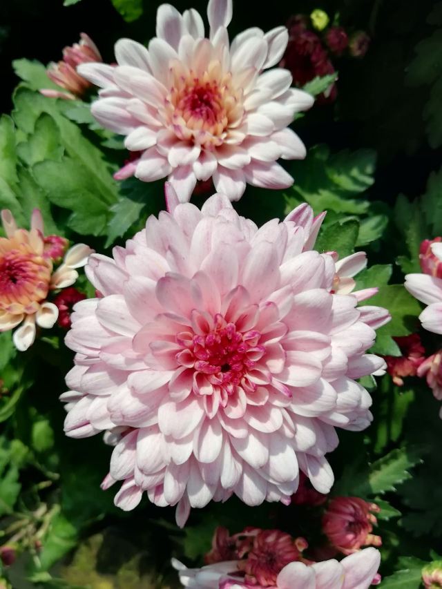 City of Flower
