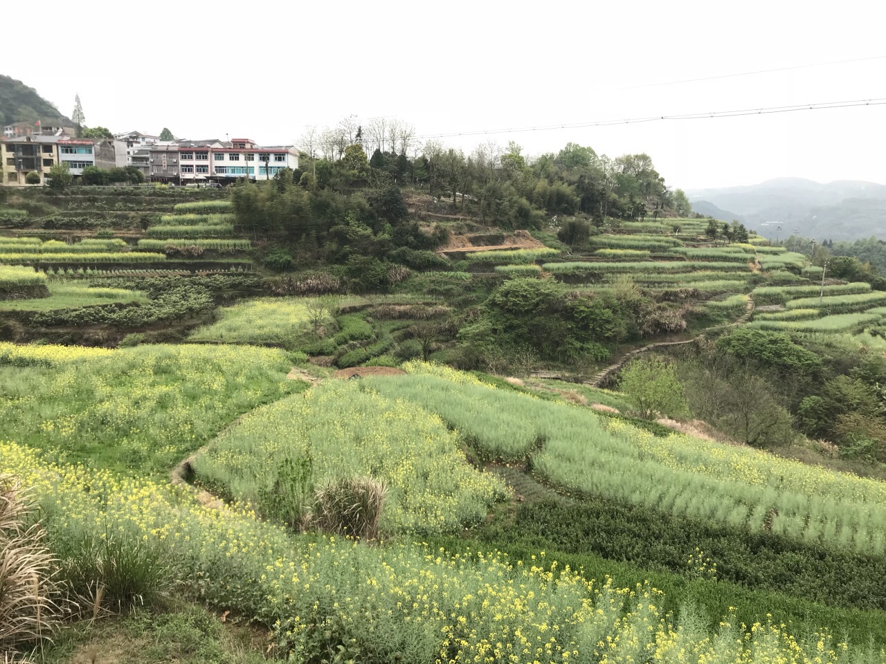 桑洲油菜花