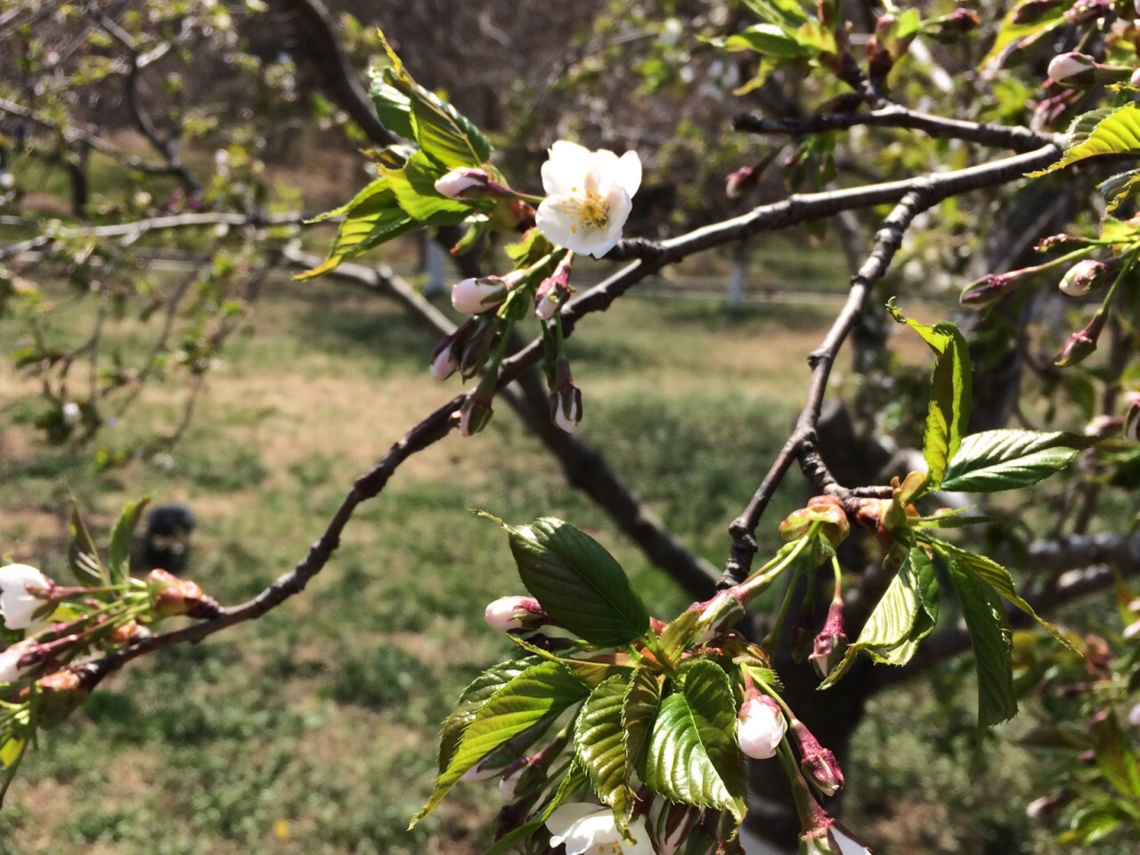 大连.樱花节