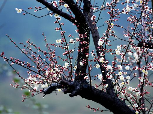 赤水凤凰花坞