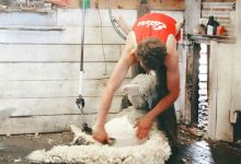 澳大利亚羊毛乐园景点图片