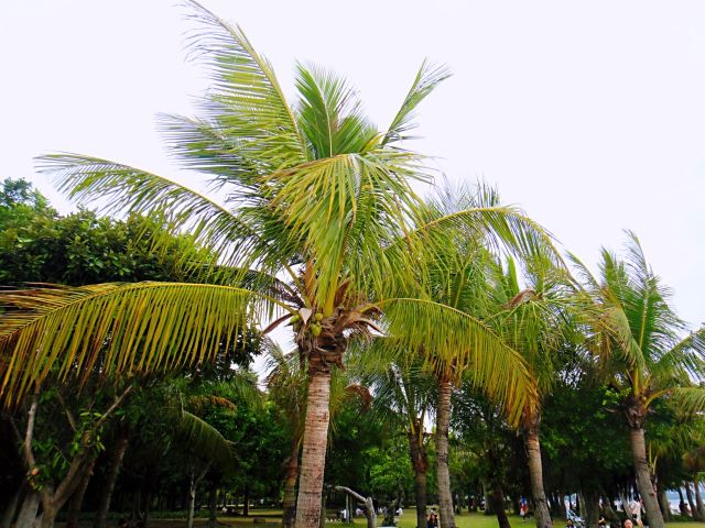 Shenzhen Mangrove Nature Reserve