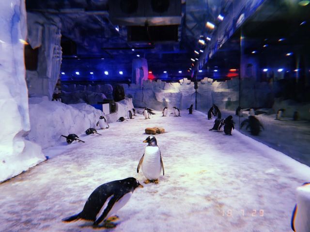新華聯大白鯨海洋公園