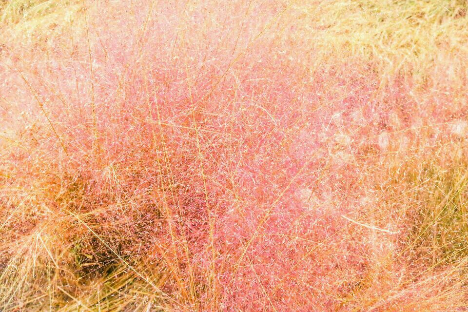 发现周边拍照圣地——打卡网红草，路遇唐昌最美花海。