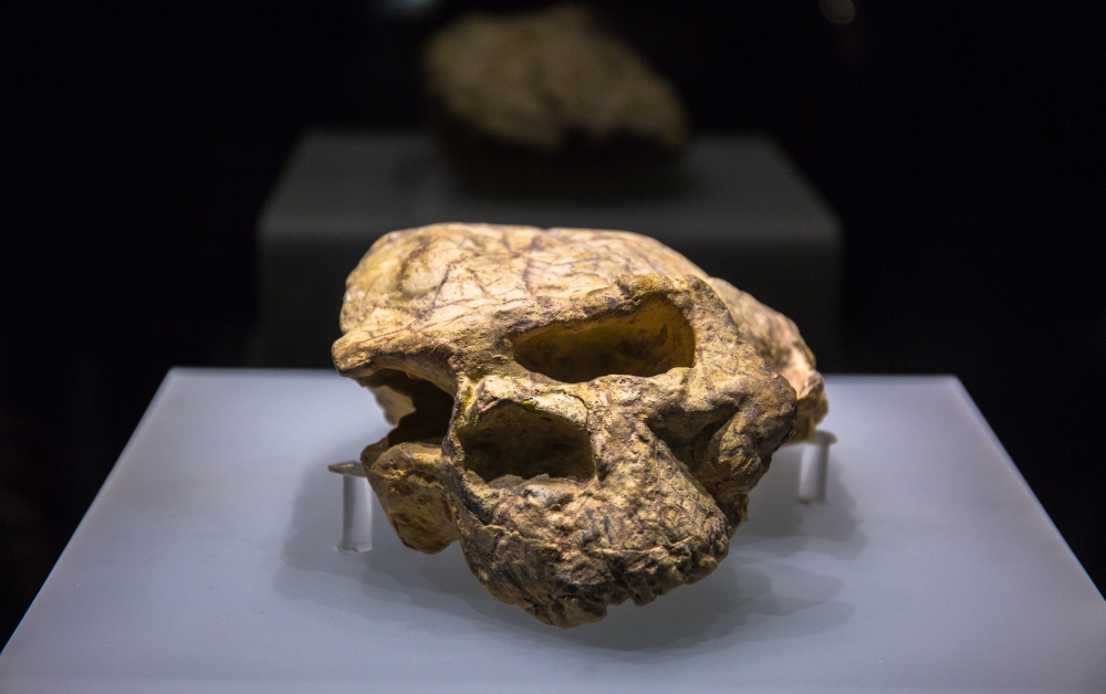 博物馆之旅：馆藏之宝人类头骨化石揭秘人类发祥地