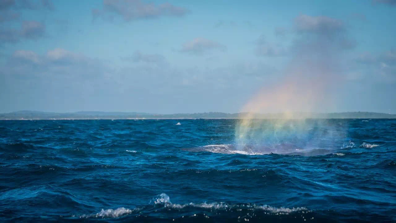 驰骋海面 追寻鲸鱼的踪迹