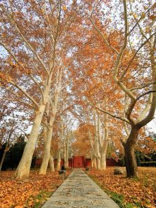 白马寺-洛阳-YoYo_4R3U7B3O