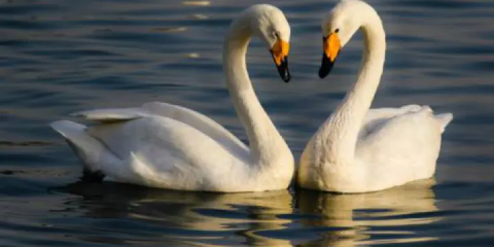 邯鄲佛山野生動物園