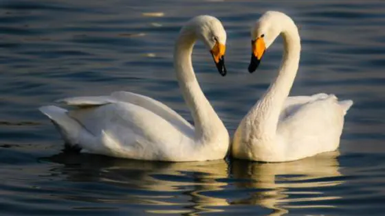 邯鄲佛山野生動物園