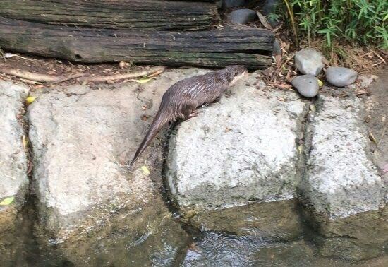 Auckland Zoo