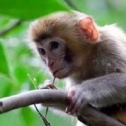 我是山旁一座山