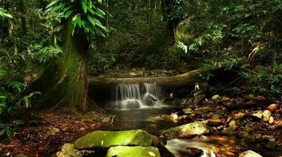Daintree Rainforest