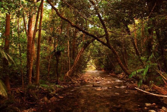 Daintree Rainforest