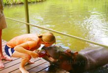 Jessica The Hippo景点图片