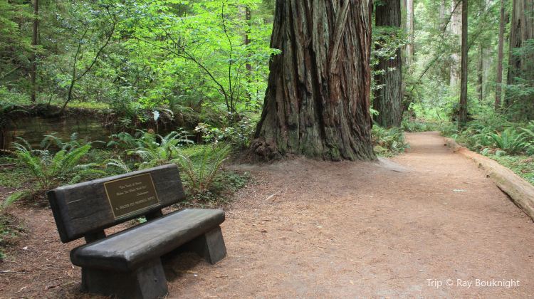Jedediah Smith Redwood State Park Campground Travel Guidebook