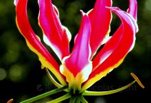 J.R. O'Neal Botanic Gardens景点图片