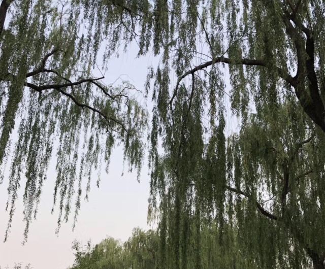 龙潭西湖公园旅行图片 2