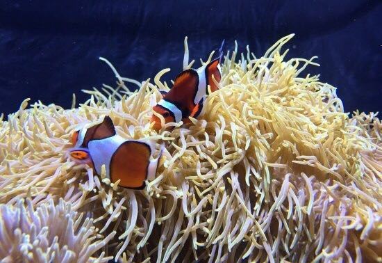 西雅圖水族館