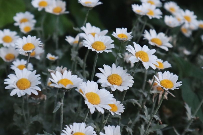 神田川餐厅图片