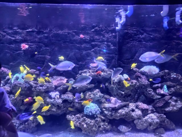Grandview Aquarium