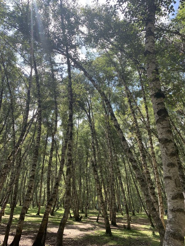 青海互助北山国家森林地质公园浪士当中心景区(暂停开放)旅行图片 1